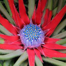 You Garden Bromeliad 'Fasicularia Bicolour' 1L Pot