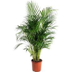Stueplanter: Grønne stueplanter
