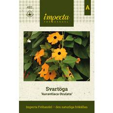 Blomsterfröer Impecta Svartöga, Aurantiaca Oculata