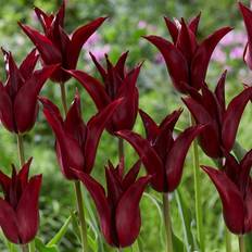 Snittblommor Lily tulip