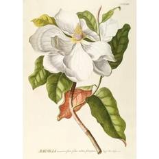 The Dybdahl Co The Dybdahl Co Magnolia #3713 Magnolia Poster