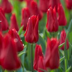 Lily tulip Tulipa Pieter de Leur