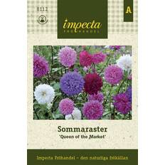 Impecta Sommaraster Queen of The Market