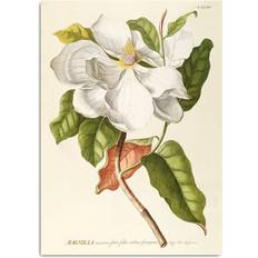 The Dybdahl Co Vægdekorationer The Dybdahl Co The Dybdahl Co Magnolia #3713 Magnolia Plakat