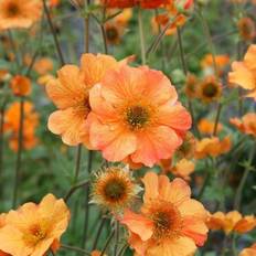 Pots, Plants & Cultivation Gardeners Dream Geum Totally Tangerine Bright