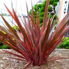 Pots, Plants & Cultivation Gardeners Dream Phormium Maori Sunrise Garden Plant