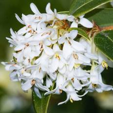 Pots, Plants & Cultivation GardenersDream Gardeners Dream 10 X Osmanthus Burkwoodii Garden Plants