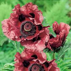 You Garden Oriental Poppy Papaver Orientale 'Patty's