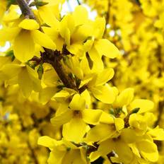 Pots, Plants & Cultivation Gardeners Dream Forsythia Nimbus Bright