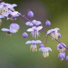 You Garden Thalictrum Rochebruneanum In A 9Cm Pot