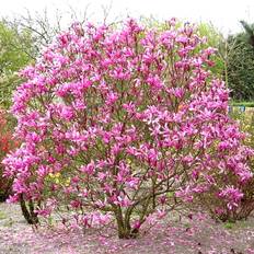 Pots, Plants & Cultivation Gardeners Dream Magnolia Susan Garden Plant