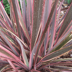 Pots, Plants & Cultivation Gardeners Dream Phormium Sundowner Garden Plant Colorful