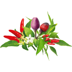 Click and Grow Smart Garden Refill 9-pack Chili Pepper Mix