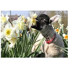 Floral Cards & Invitations Kevin Milner Countryside Hungry Lamb Greetings Card