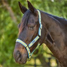 Gold Halters & Lead Ropes Weatherbeeta 2023 Coordinate Headcollar Light Blue Gold