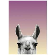 Purple Posters Creatures Llama Poster