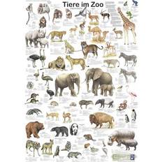 Naturel Affiches Tiere Im Zoo Poster Deutsch DIN A1 Affiche