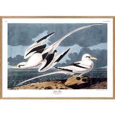The Dybdahl Co The Dybdahl Co Tropic Bird Poster
