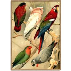 The Dybdahl Co The Dybdahl Co Parrots 2900L Poster