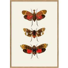The Dybdahl Co Insectum #5400