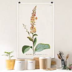 Illustration Botanica Vintage Mullein Poster