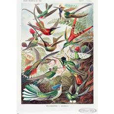 Naturel Affiches Close Up Kolibris Poster Ernst Haeckel Kunstformen der Natur 99 Affiche