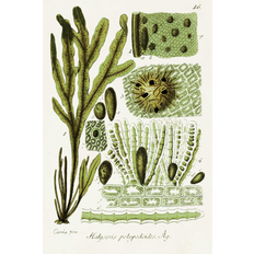 Wall Decor Rosecliff Heights Seaweed Illustration V Green/Beige/Black Wall Decor 24x36"