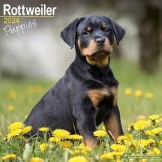 Avonside Rottweiler – Rottweiler Welpen 2024 16-Monatskalender: Original