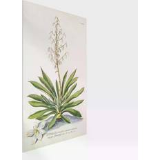 Kunststoff Wanddekos Vintage botany illustration Yucca White Wanddeko 40x60cm