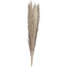 Brown Party Decorations Ginger Ray Party Decorations Natural Pampas Grass 5pcs