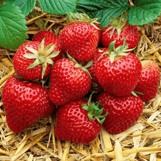 Pots, Plants & Cultivation GardenersDream 20 Strawberry 'Honeoye' Bare Root Hardy Fruit