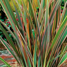 Pots, Plants & Cultivation 1 X PHORMIUM 'MAORI QUEEN' NEW ZEALAND FLAX EVERGREEN SHRUB HARDY PLANT IN