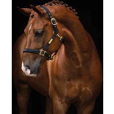 Equestrian Life Grime - Sort/Guld
