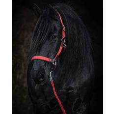 Hansbo Sport Grimmor Hansbo Sport Grimma ENIGMA rost Ponny