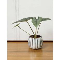Pots, Plants & Cultivation Touched By Nature "Admired Nature 4"" Ceramic Flower Planter, Planter Rose