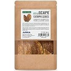 ARKA mySCAPE-CATAPPA Leaves Seemandelbaumblätter 12,5-16cm