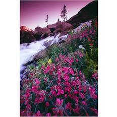 BrainBoosters Wildflowers Bugaboo Provincial Park British Columbia Canada Poster
