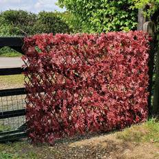 True Products Red Acer on Willow Trellis 1m 2m Expandable