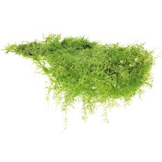 Akvarieväxt Plants Javamossa Taxiphyllum Barbieri Vitro