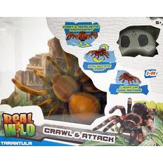 Tarantula Goliath Real Wild Crawl & Attack Tarantula