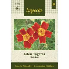 Impecta Tagetes, Liten, Red Gem