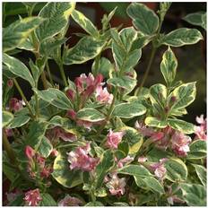 Pots, Plants & Cultivation Weigela Kosteriana Variegata Deciduous Shrub Hardy