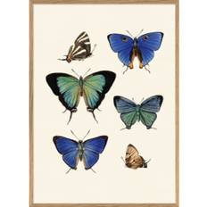 The Dybdahl Co Butterflies #5414