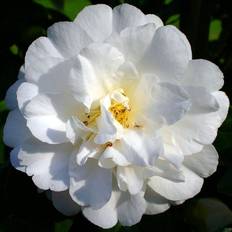 Pots, Plants & Cultivation 1 X CAMELLIA JAPONICA 'ONETIA HOLLAND' BUSHY EVERGREEN HARDY PLANT