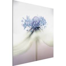 Lila Wanddekos Klebefieber Alu-Dibond Bild Blumen Quadrat Anemone Wanddeko