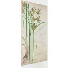 Klebefieber Vintage Botany Drawing Grasses I White Décoration Murale 30x45cm