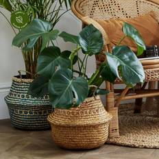 Seagrass Tribal Amber Lined
