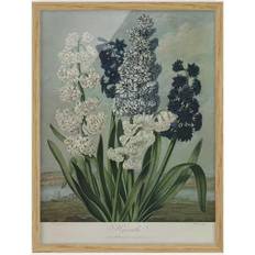 Klebefieber Botany Vintage Illustration Blue and White Art encadré 18x24cm