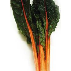 Vegetable Seeds Mountain Valley Seed Company Swiss Chard Seeds