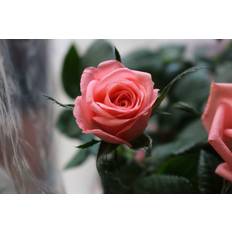 Rose on Photograph Sage Photograph